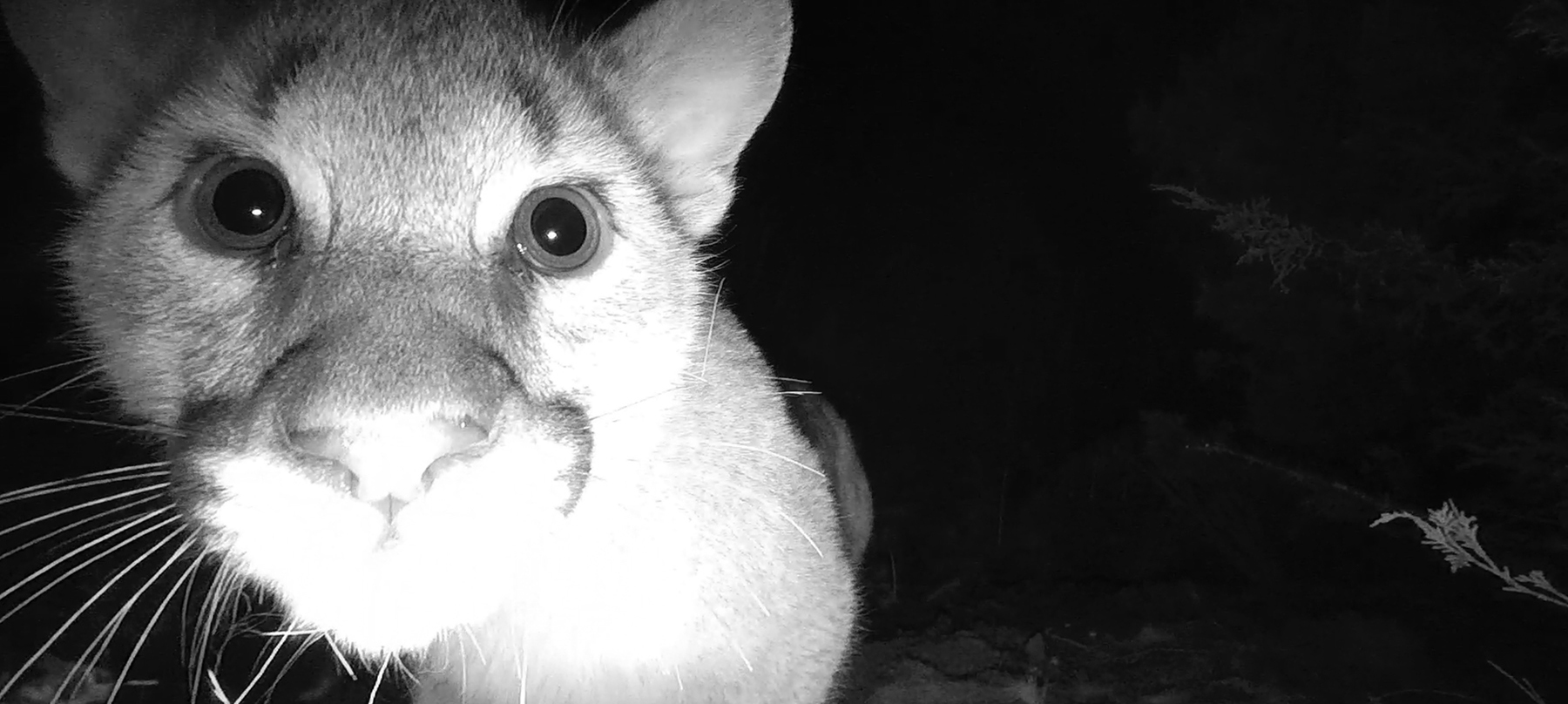Mountain Lion Kittens First Camera Featured