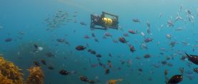 Np Boxfish Luna Sea Trial 03